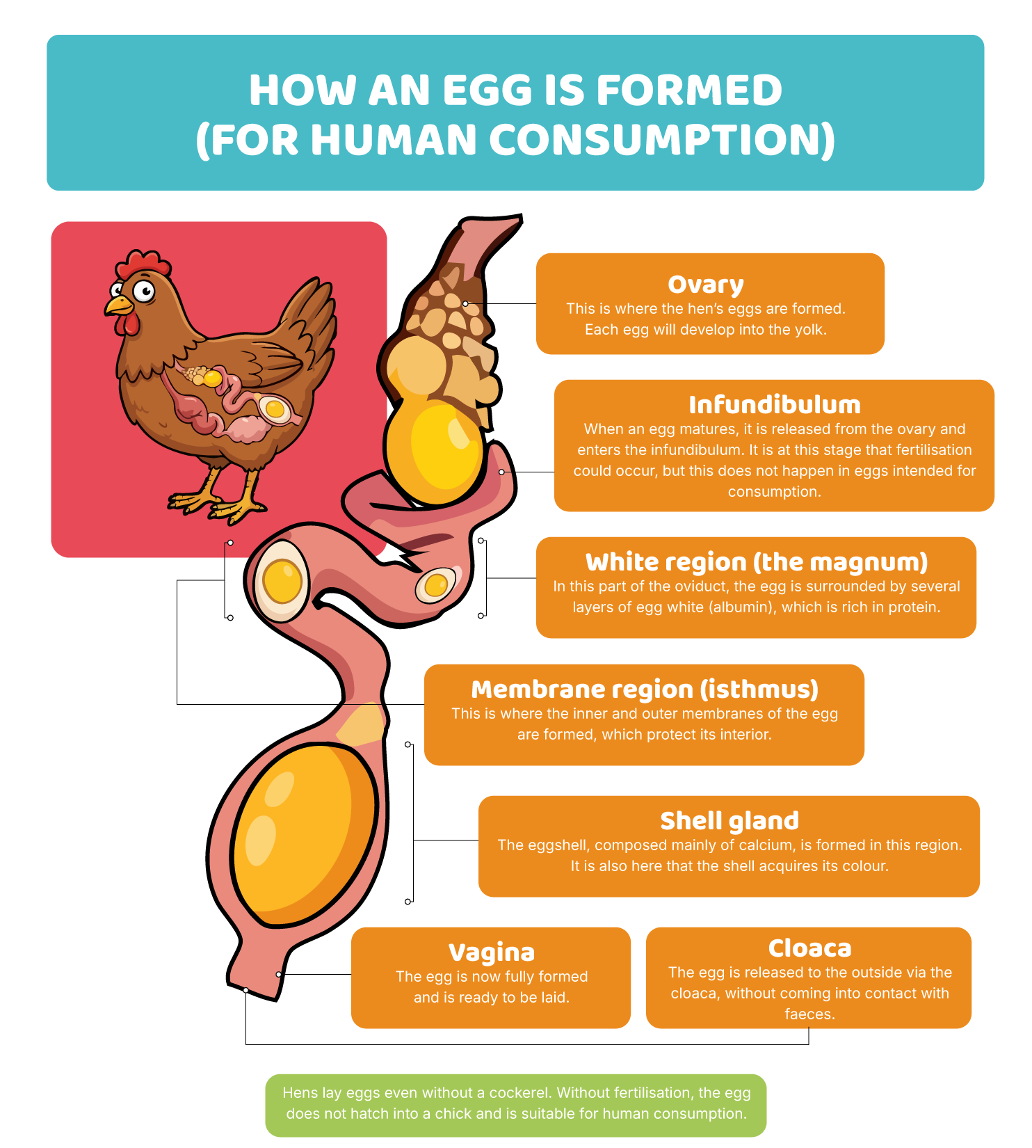 How an egg is formed