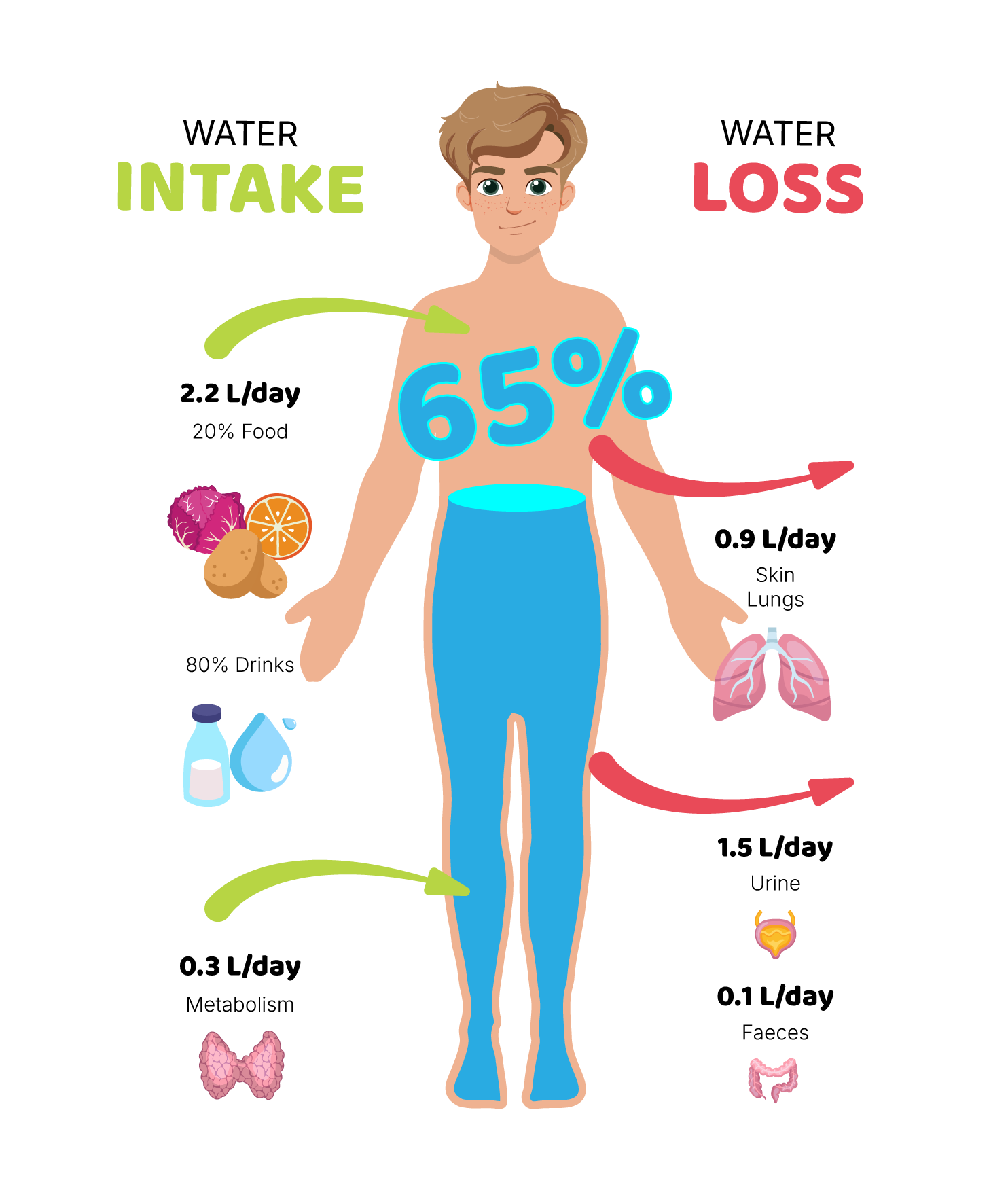 Daily balance between gains and losses