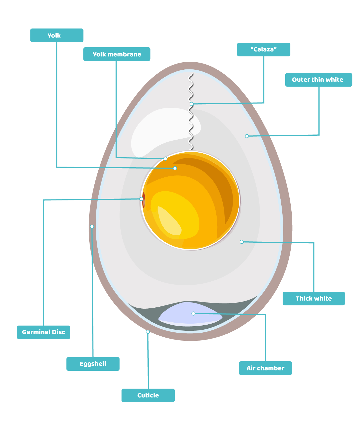INSIDE THE EGG