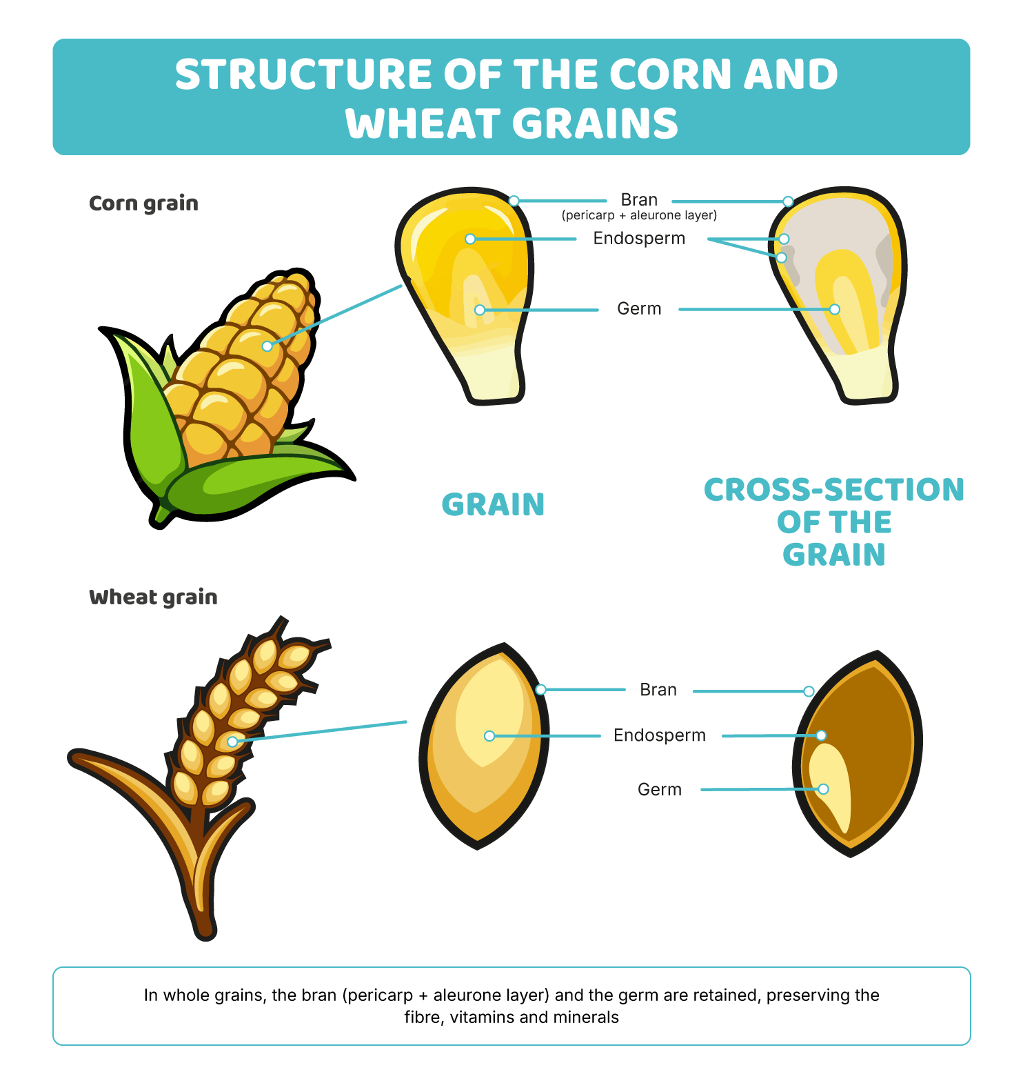 Cereals