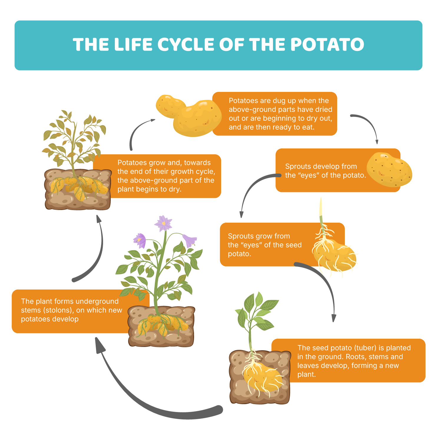 The potato cycle