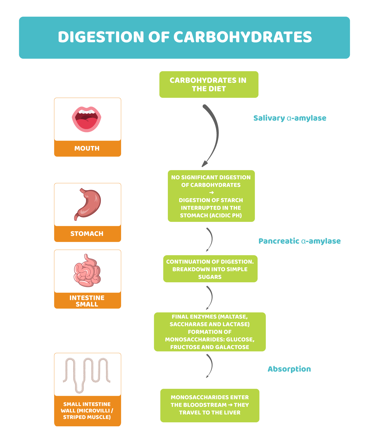 Carbohydrates: from ‘raw’ energy to usable glucose