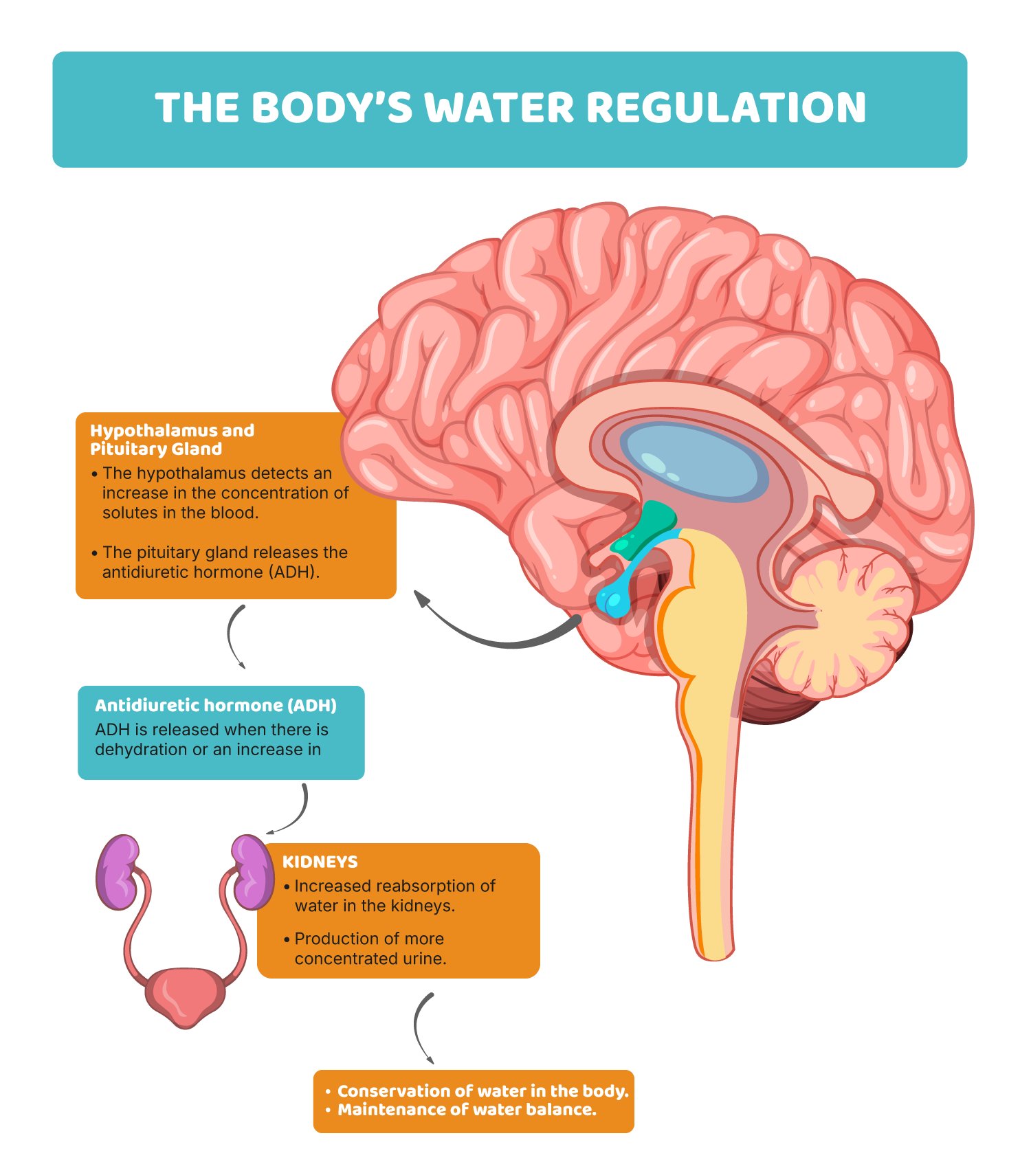 Hydration and concentration: the brain feels it first