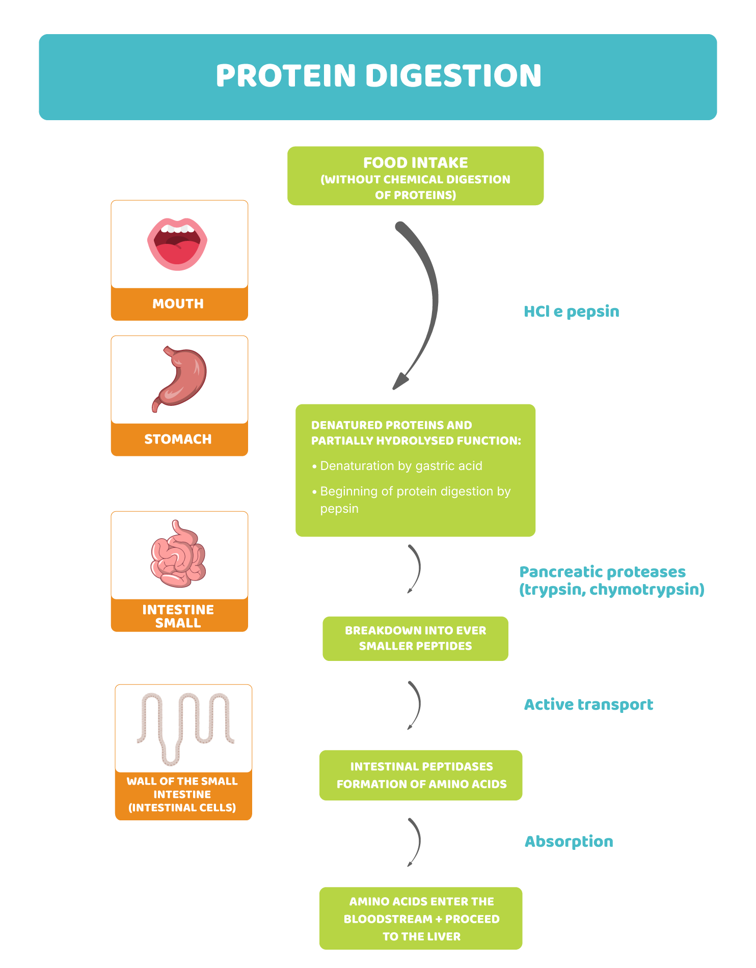 Proteins: from long chains to amino acids