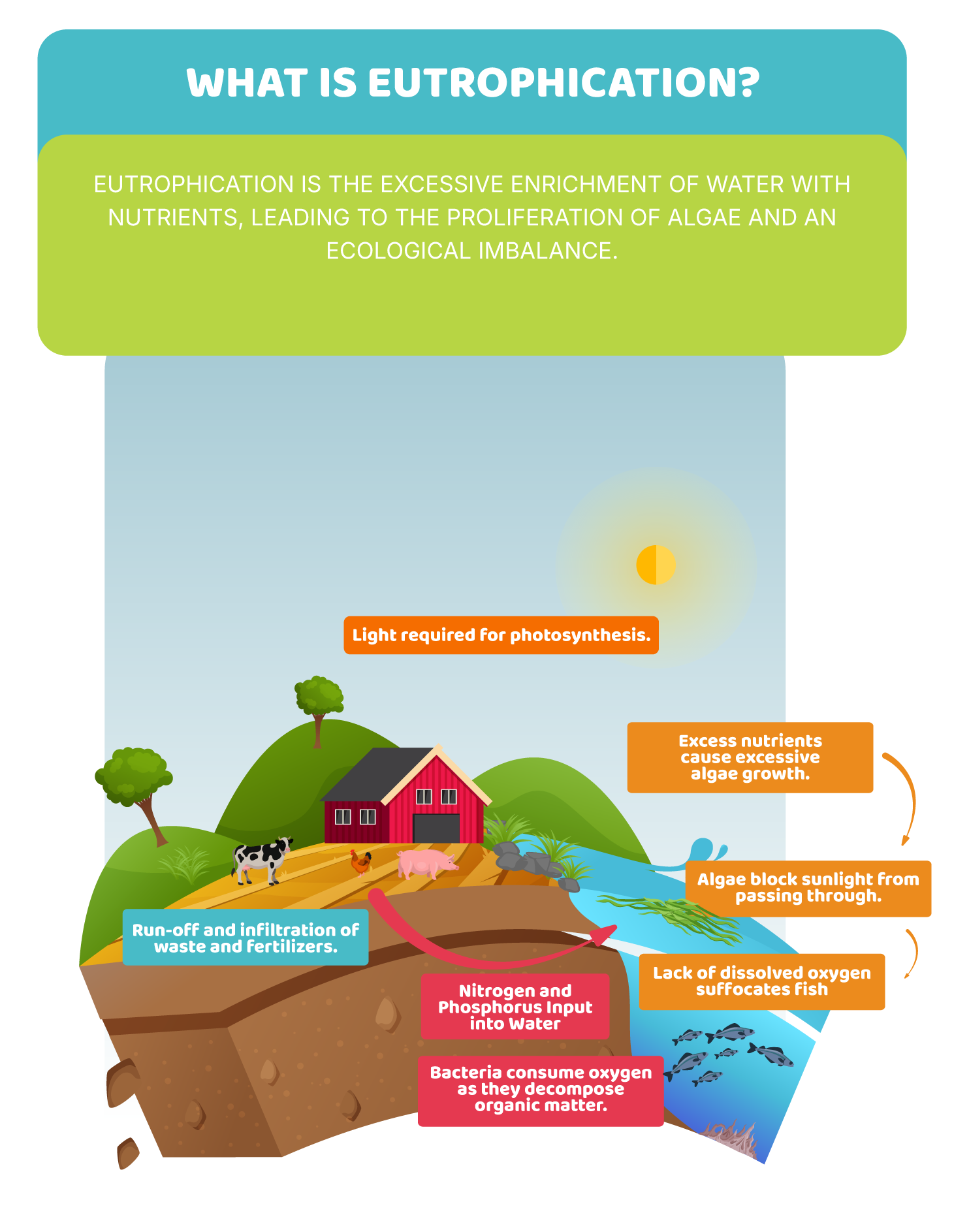 The Nitrogen Cycle: fertilisers, pollution and productivity.