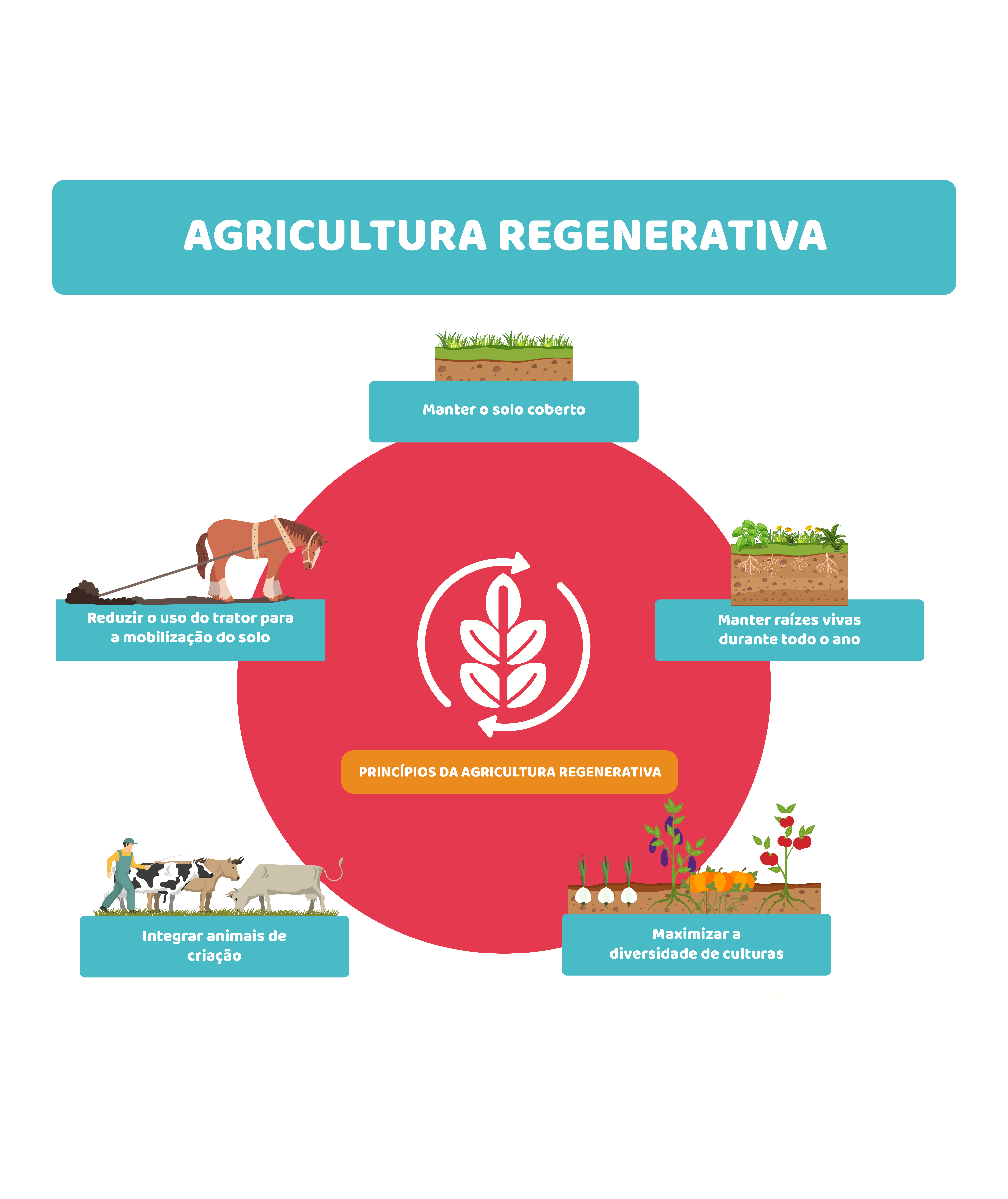 Agricultura regenerativa: a ciência de restaurar o solo