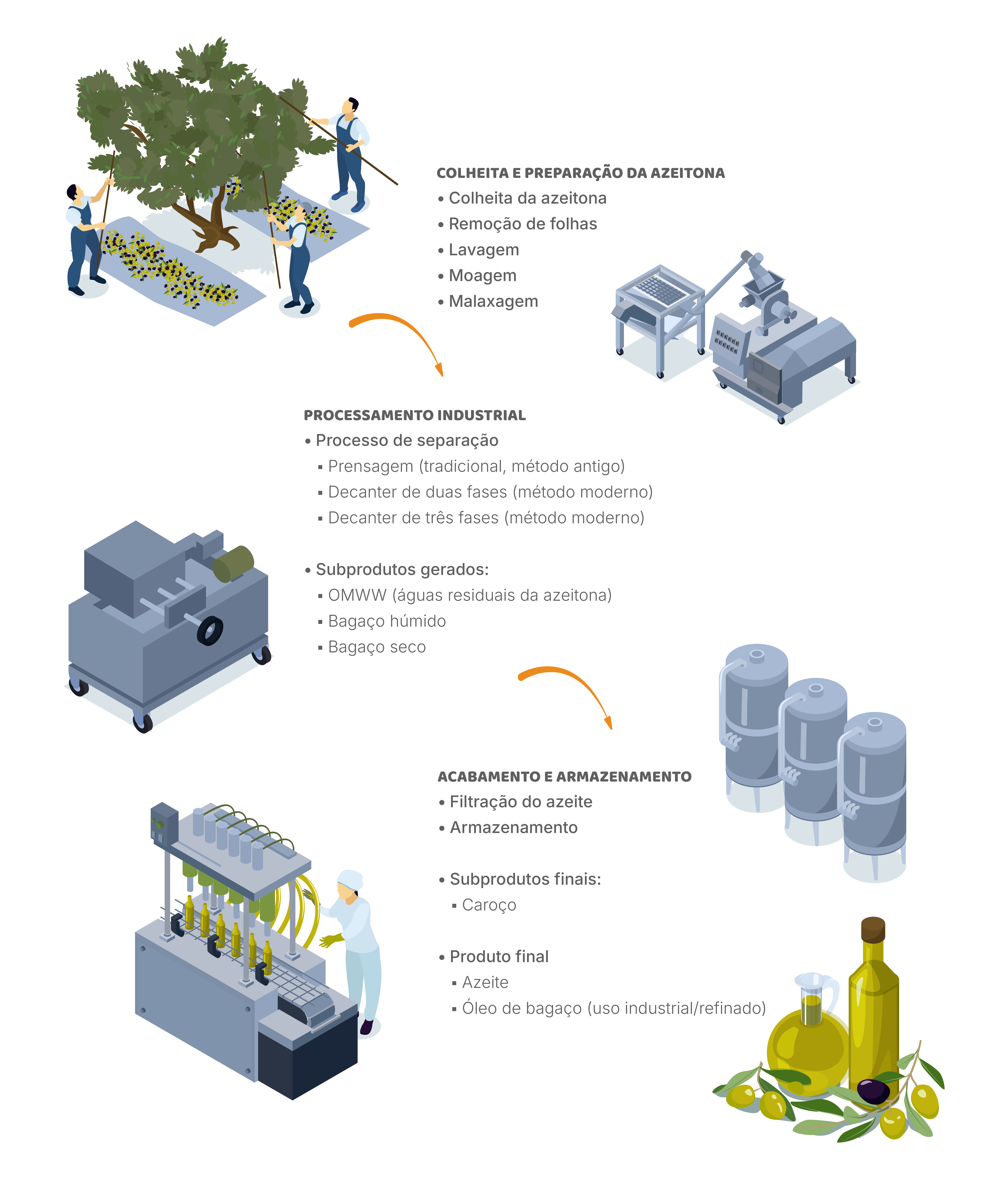 Da azeitona ao azeite