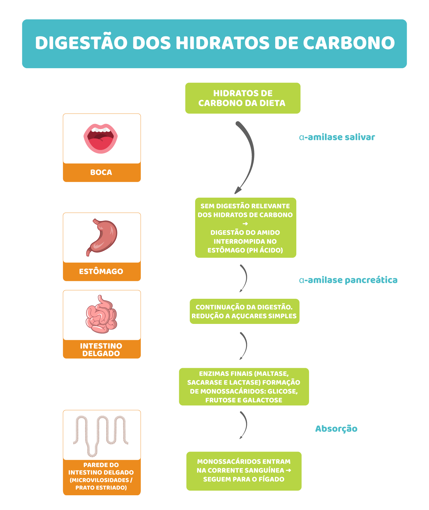 Hidratos de carbono: da energia “em bruto” à glicose utilizável