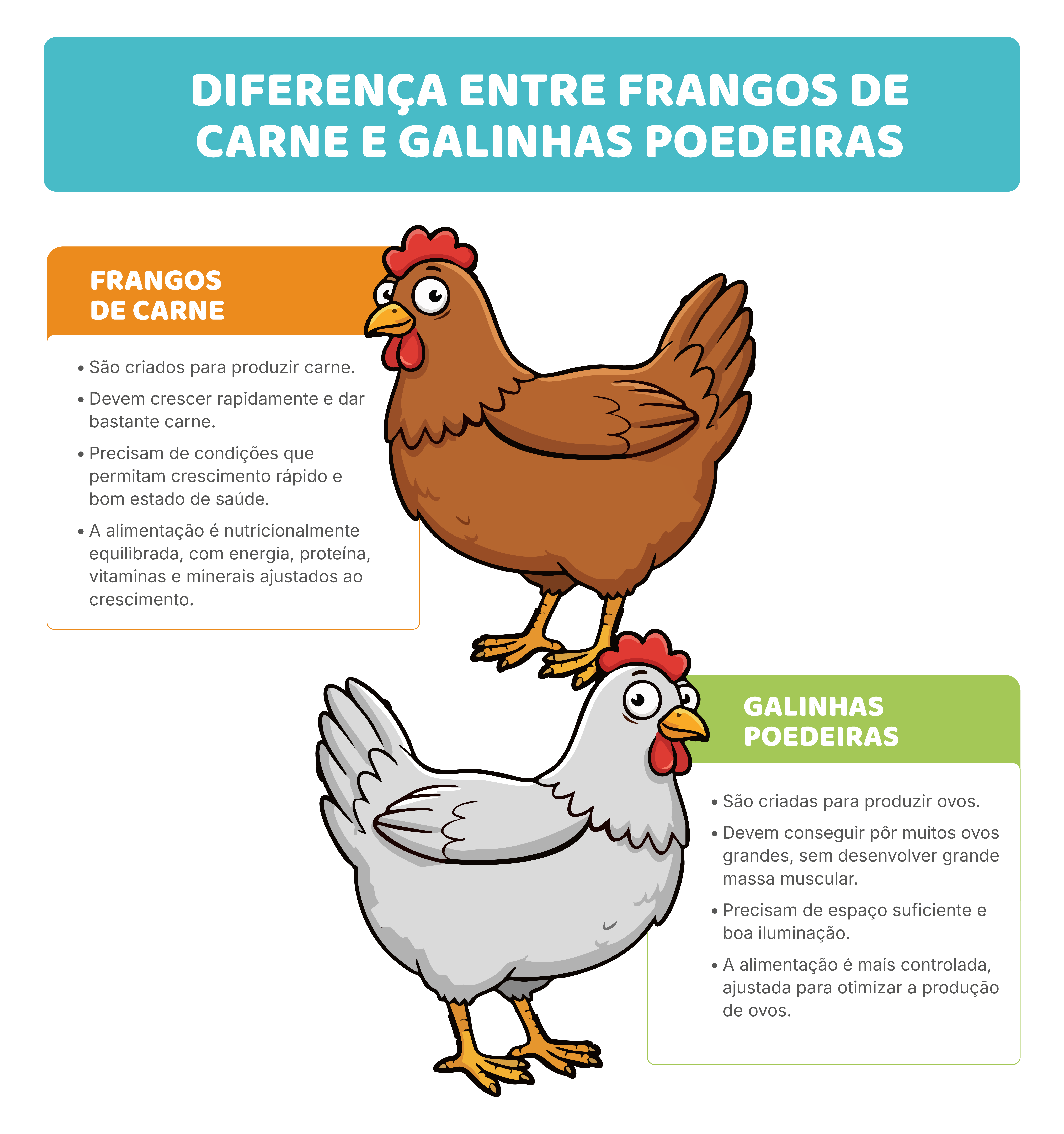Criação e alimentação