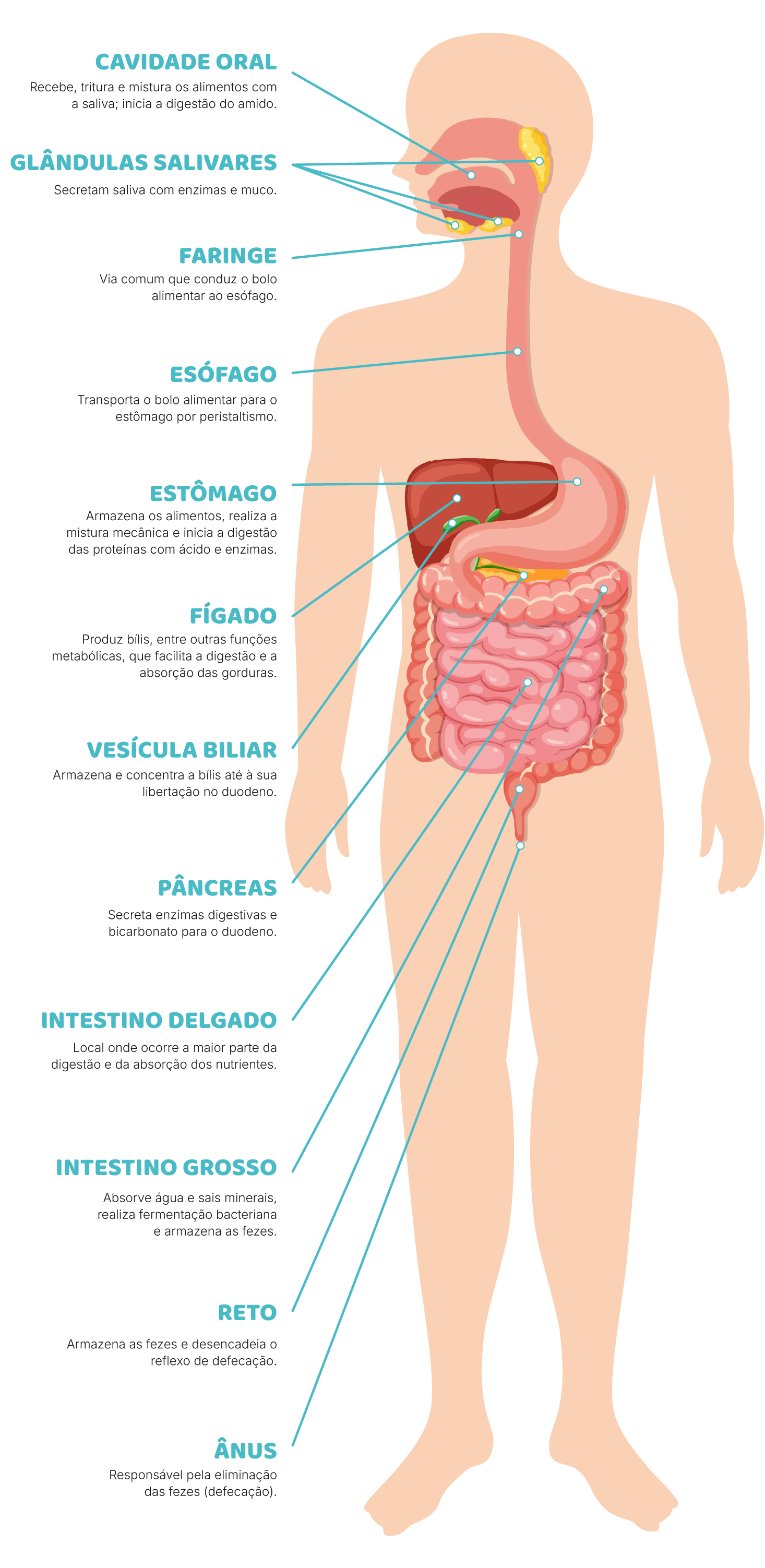 O caminho do alimento