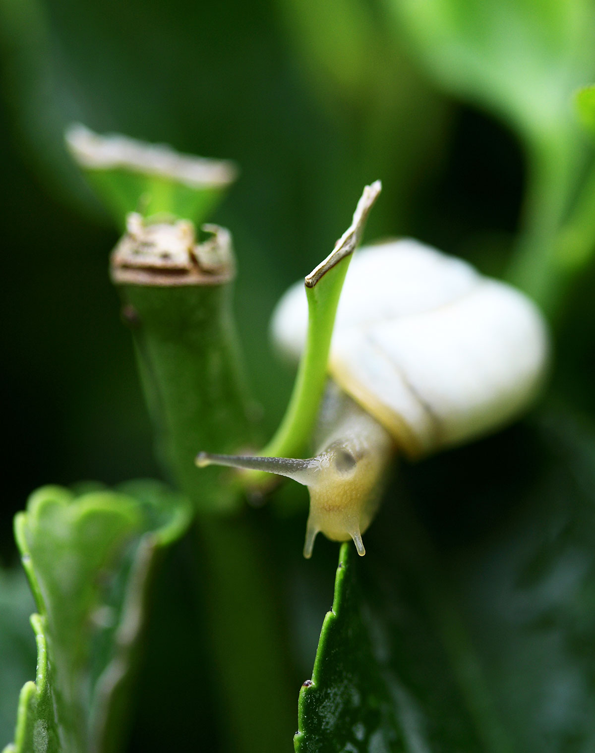 Porque é importante a biodiversidade agrícola?