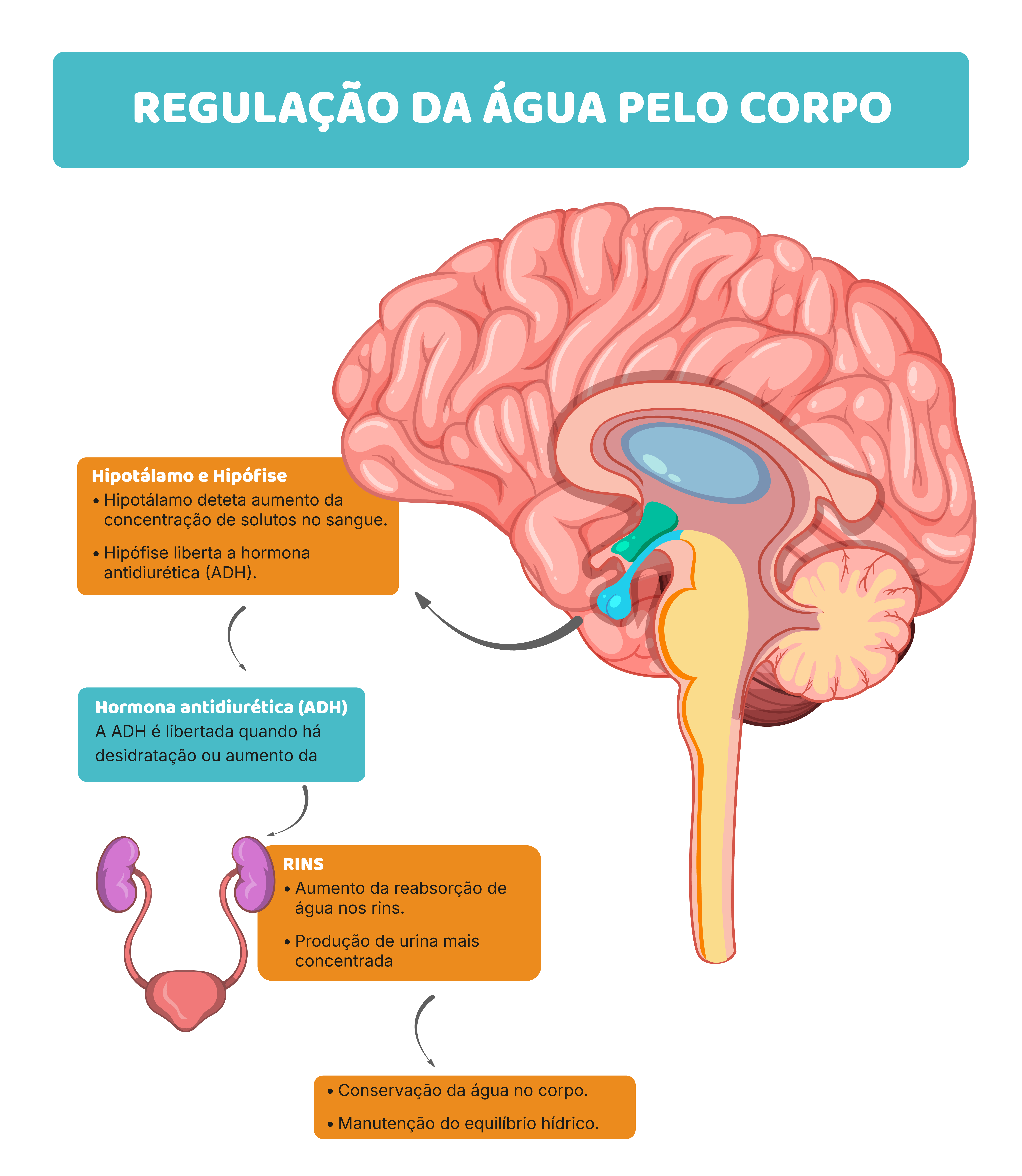 Hidratação e concentração: o cérebro sente primeiro