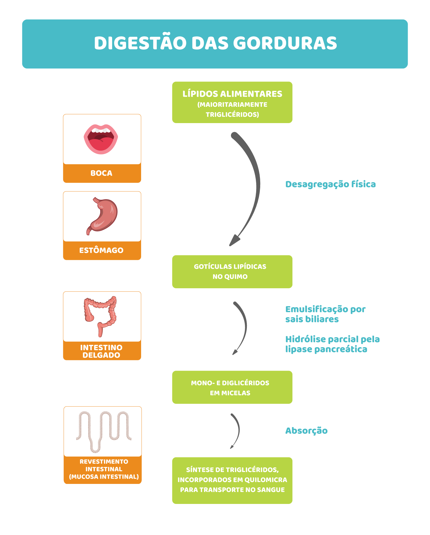 Gorduras: da emulsão às micelas
