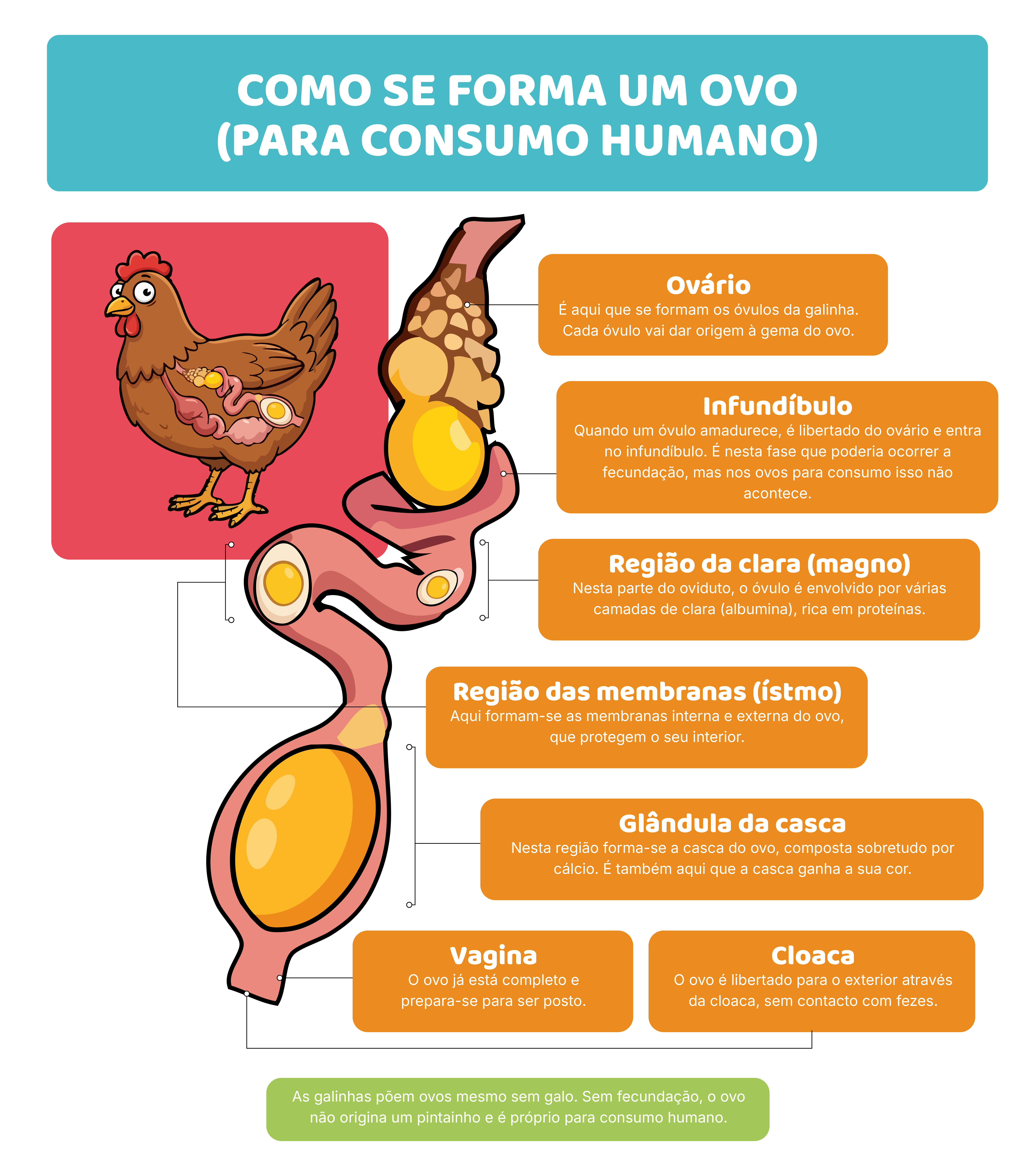 Como se forma um ovo