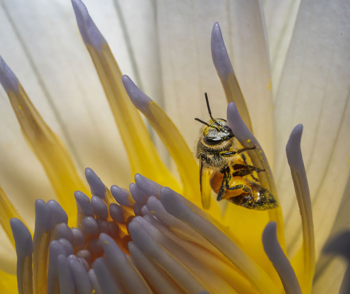 Polinizadores: pequenas espécies, grande impacto